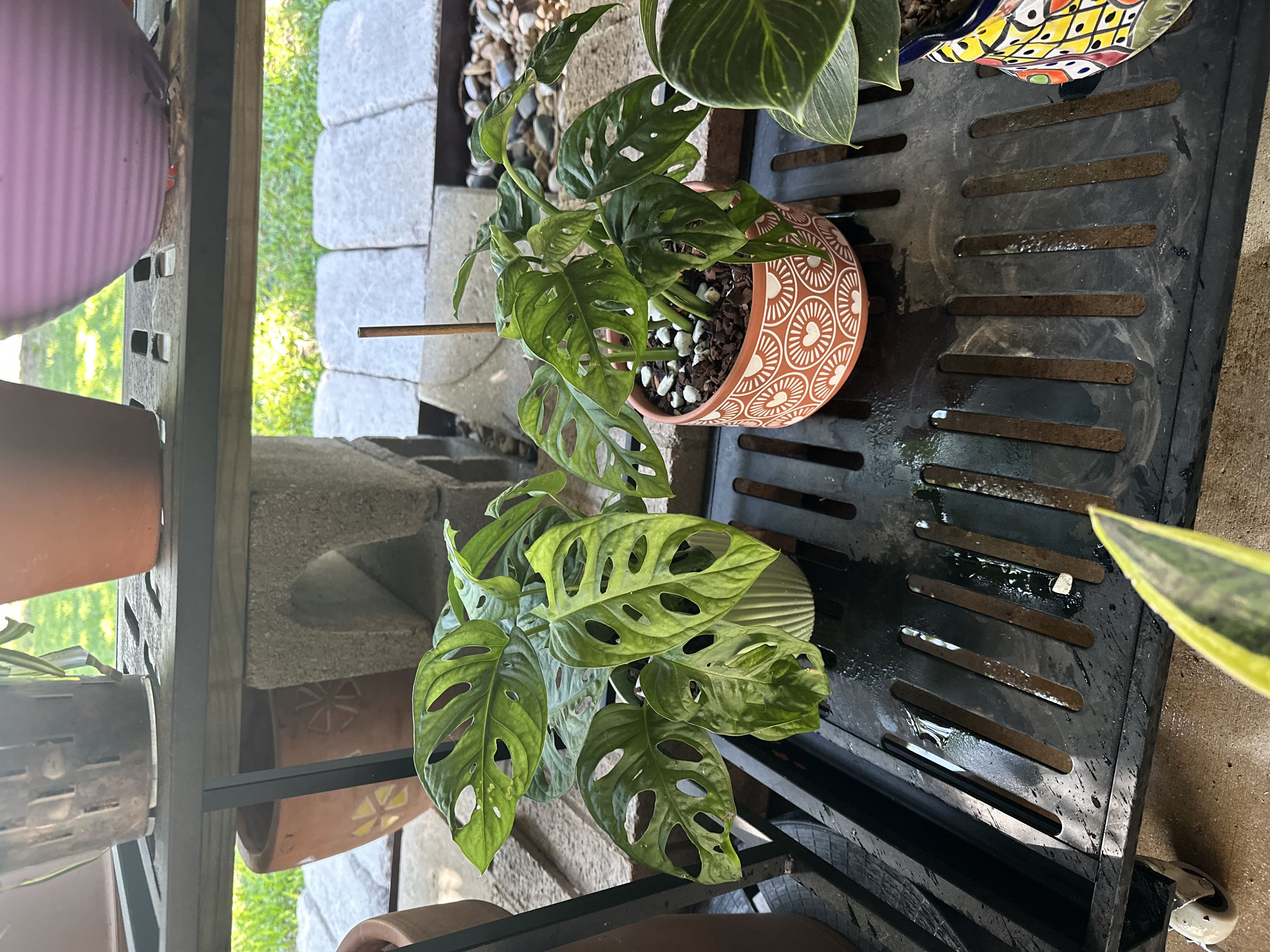 Photo from the post