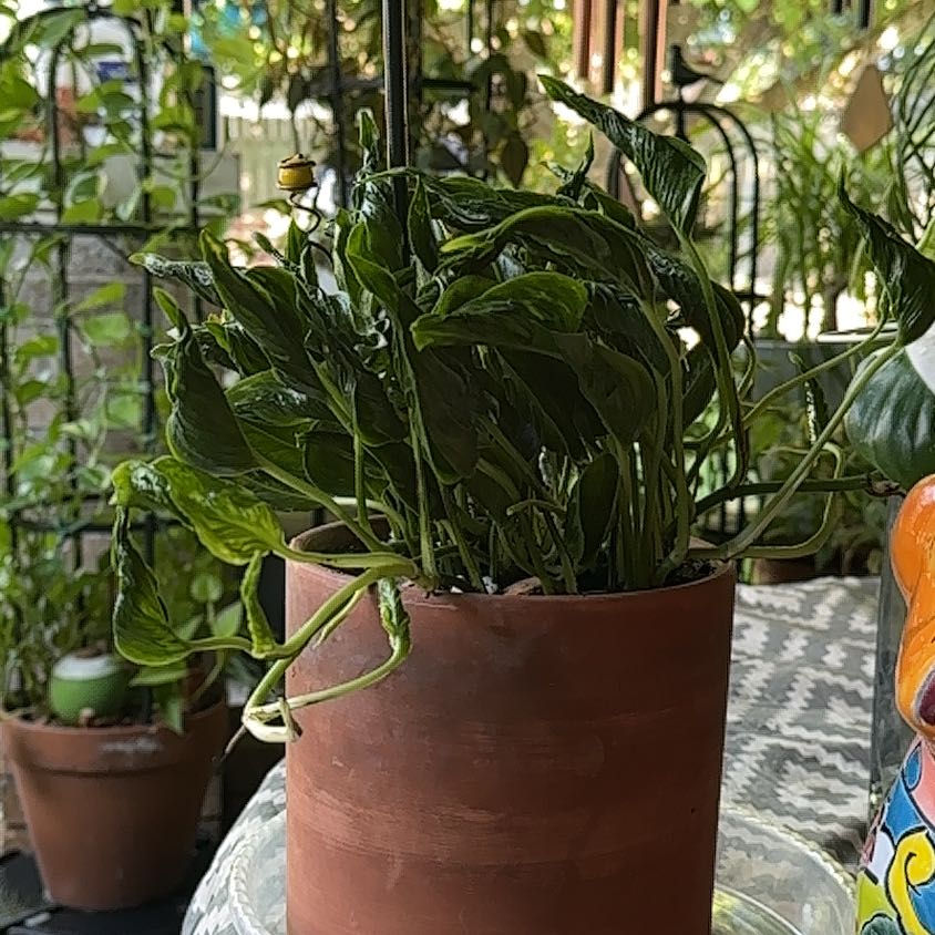 Photo of the plant species Shangri La by @SillyPlantGirl named LaLa on Greg, the plant care app