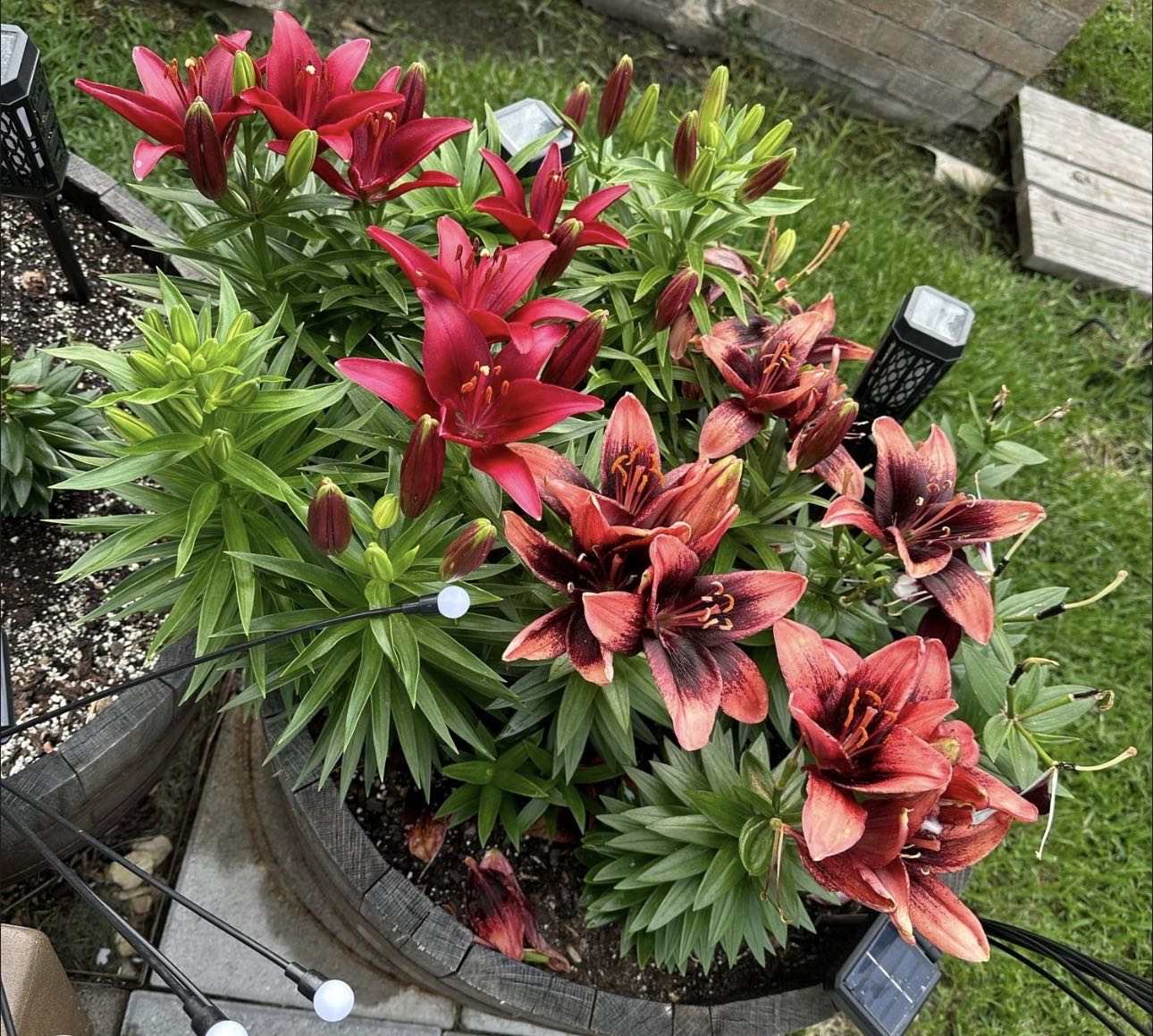 Photo from the post