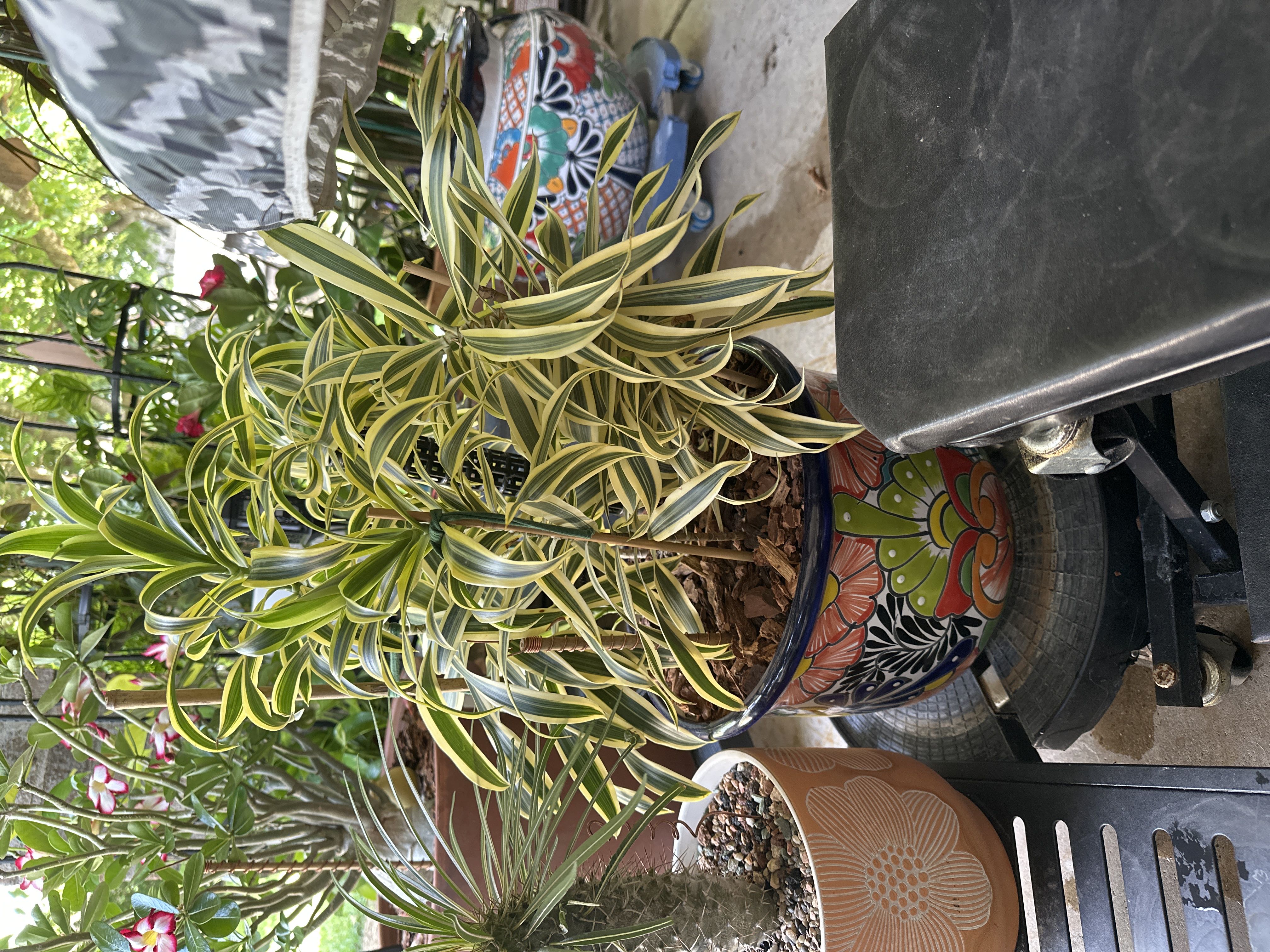 Photo from the post