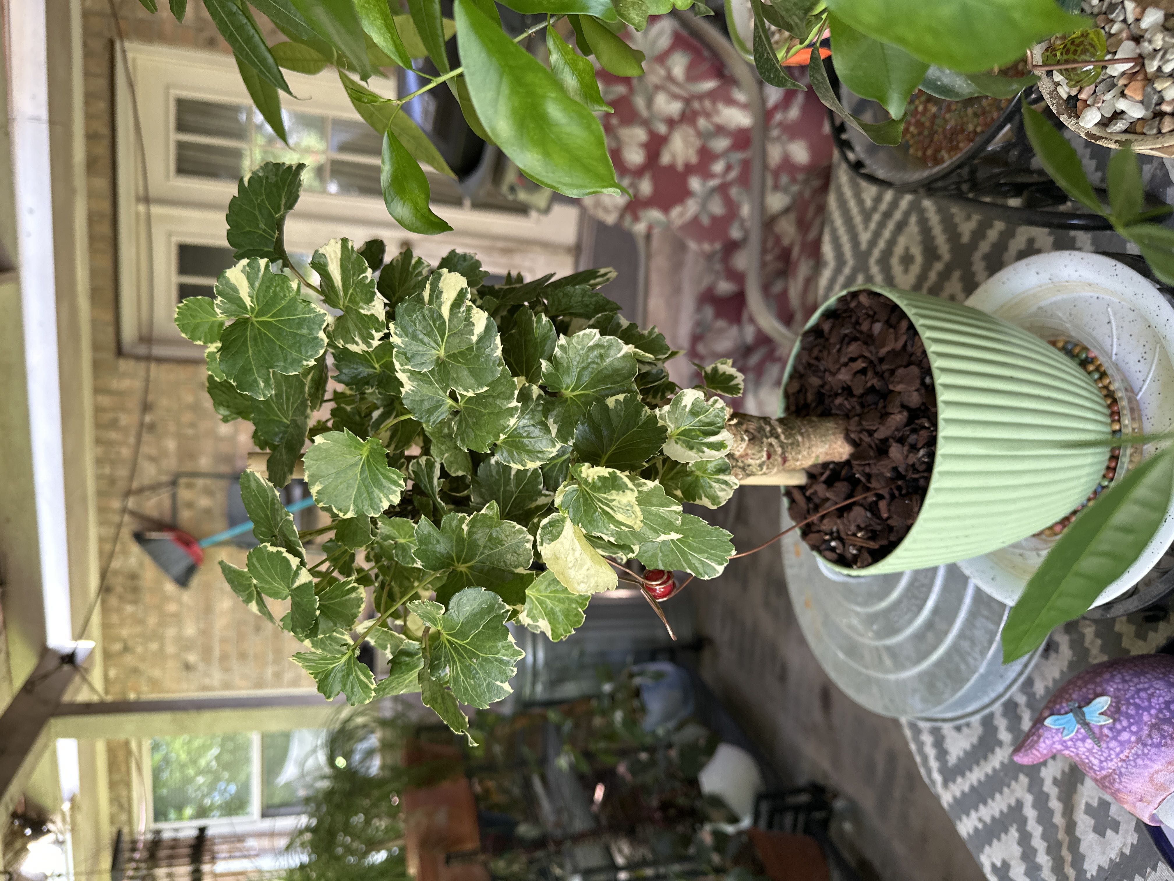 Photo from the post