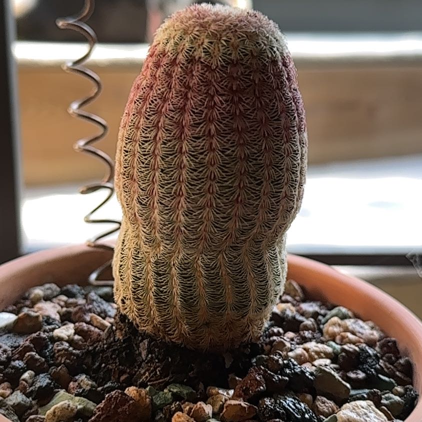 Photo of the plant species Comb Hedgehog Cactus by @SillyPlantGirl named Dolly2 on Greg, the plant care app