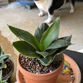 Photo of the plant species Black Jade Snake Plant by @SillyPlantGirl named Vax on Greg, the plant care app