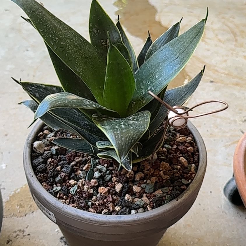 Photo of the plant species Black Jade Snake Plant by @SillyPlantGirl named Max on Greg, the plant care app