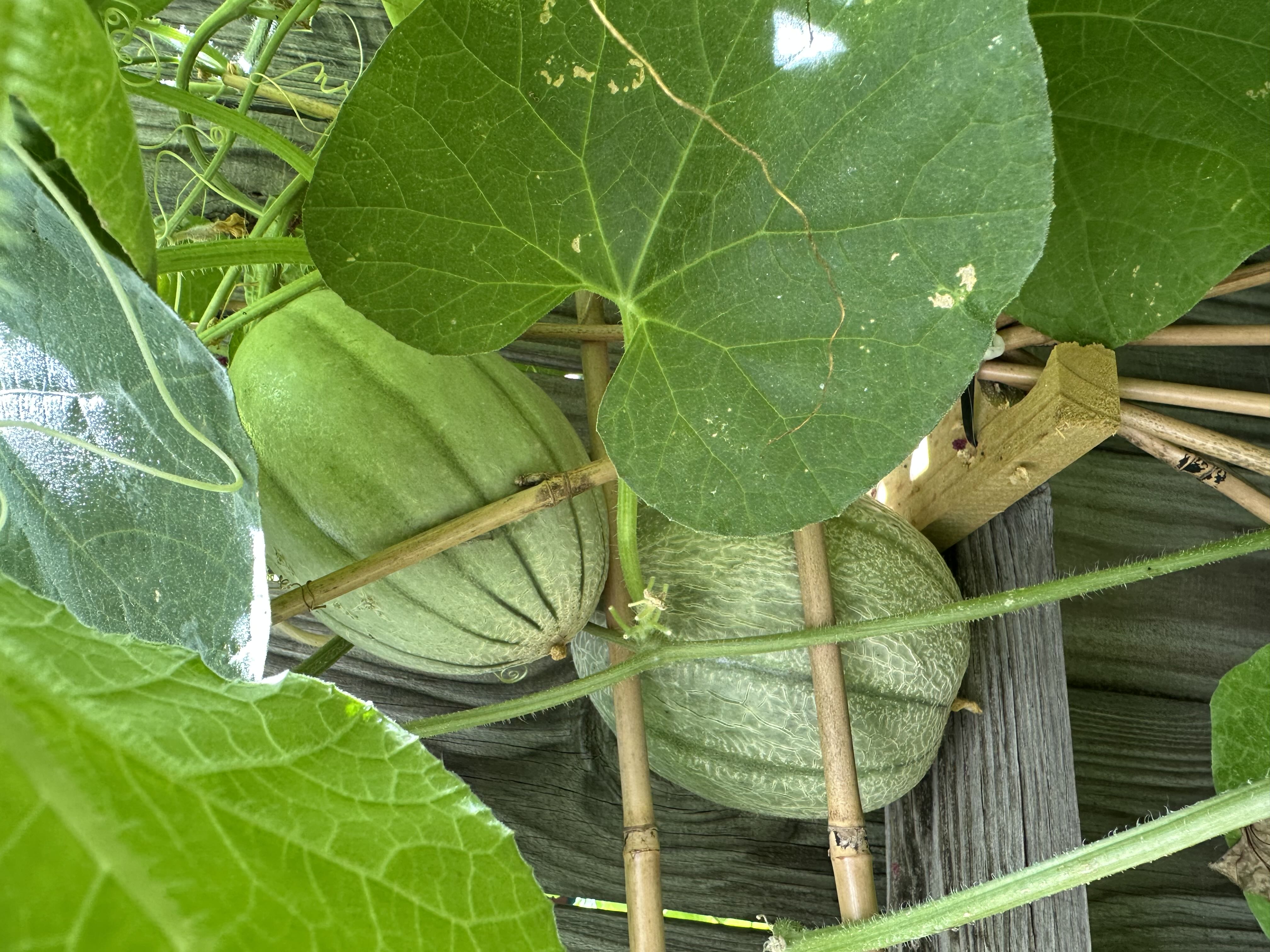 Photo from the post