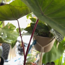 Photo of the plant species Hawaiian Punch Taro by @StockyStarburst named LiloStitch on Greg, the plant care app
