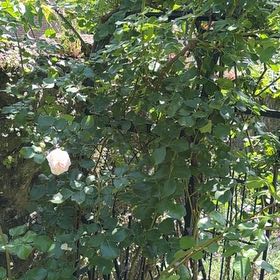 Photo of the plant species Eden Climbing Rose by @PeakPinkazalea named Drake on Greg, the plant care app