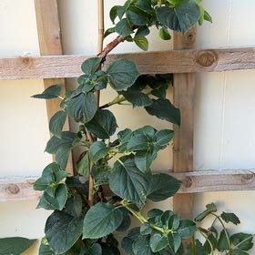 Photo of the plant species climbing hydrangea by @PeakPinkazalea named Harry on Greg, the plant care app
