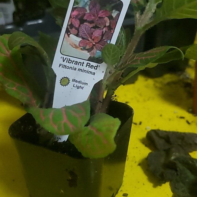 Photo of the plant species Nerve Plant by @SuperFicusruby named ChloroPhil on Greg, the plant care app