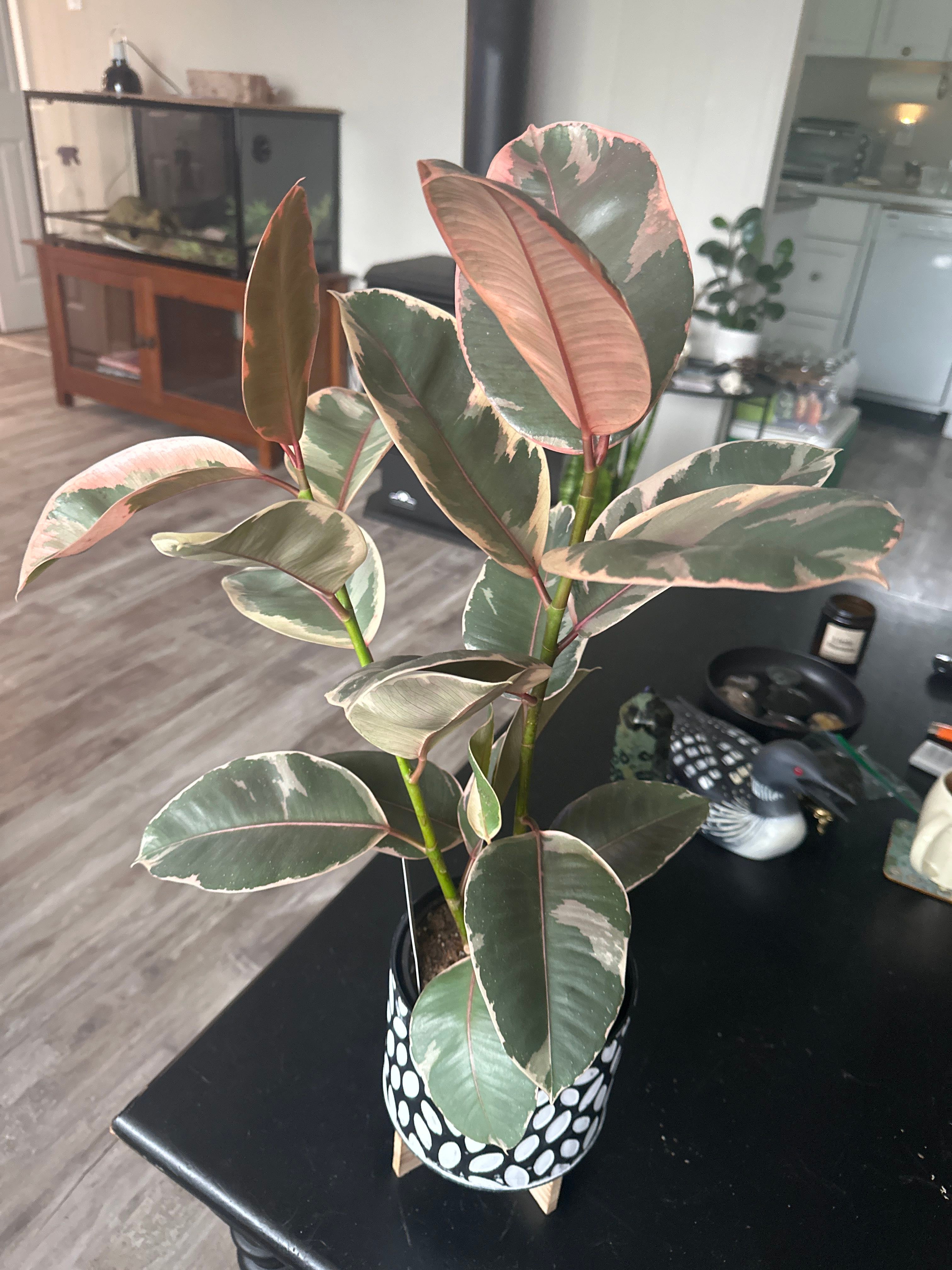 Optimal Hardiness Zones for Celeste Fig 6a9b 🍑