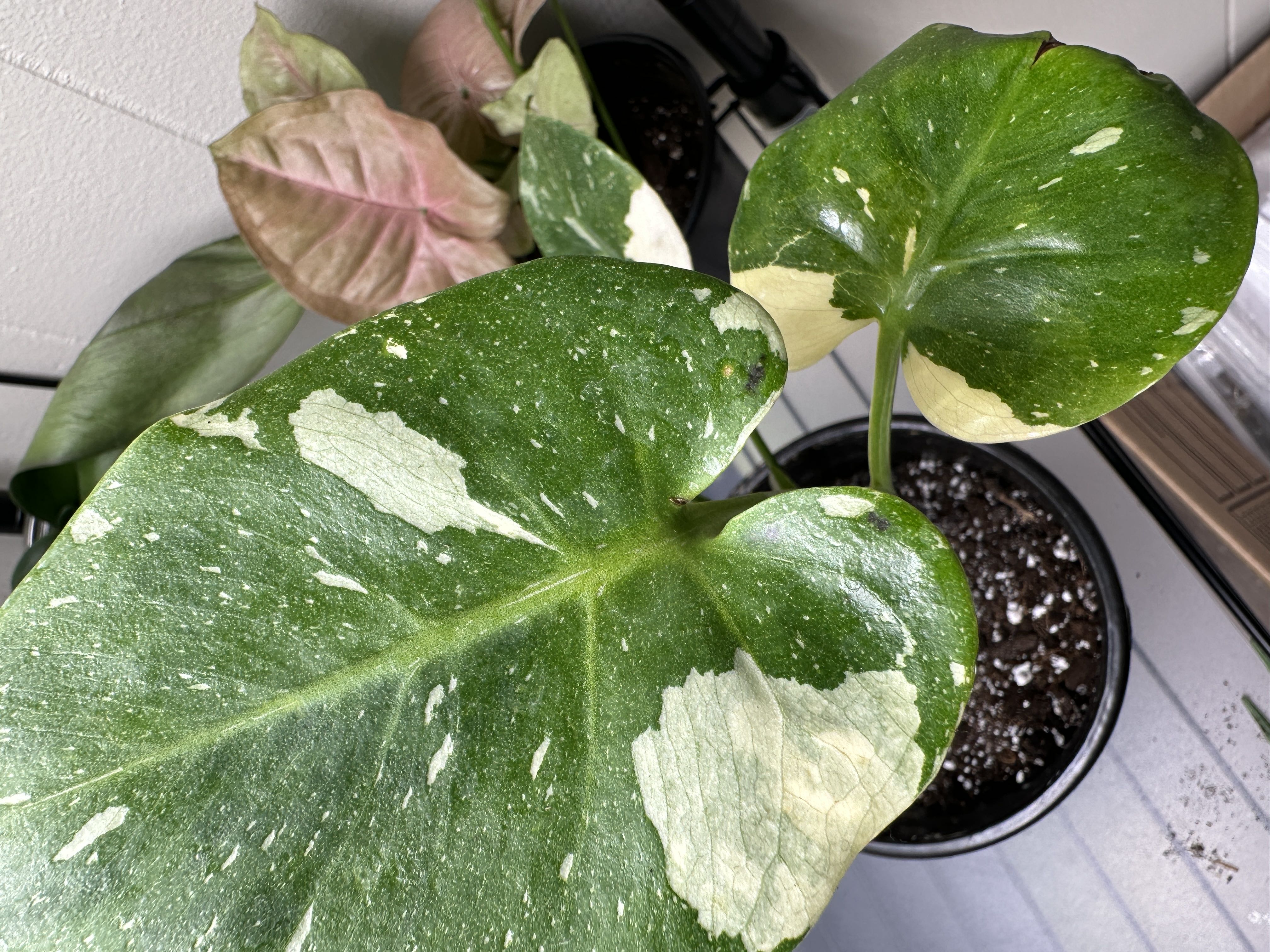 Are these black dots on my baby thai leaf nutrient burn o...