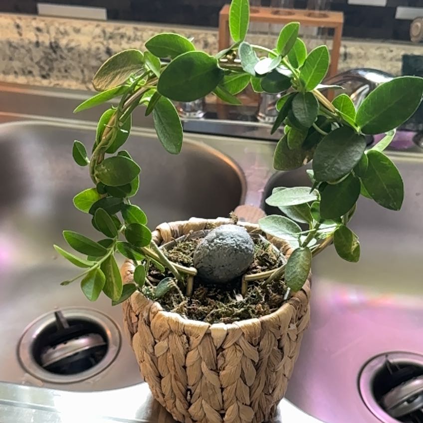 Photo of the plant species Hoya cummingiana sp. Bruno Purworejo by @AvidCoralswirl named Harper on Greg, the plant care app