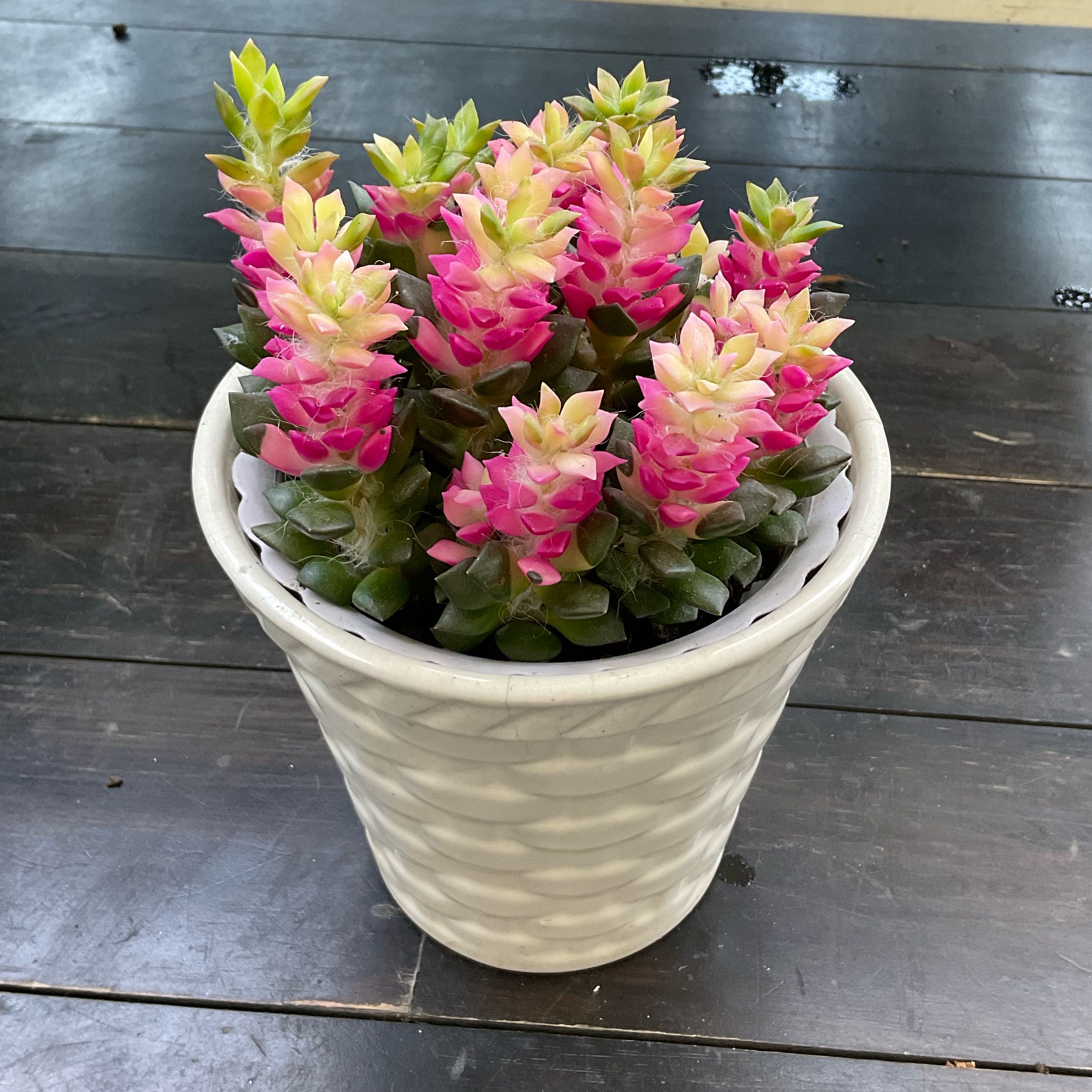 Photo of the plant species MacDougalli by @CleverRubbercup named Xena on Greg, the plant care app