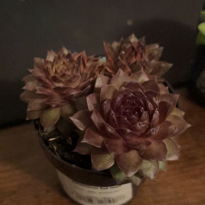 Photo of the plant species Sempervivum Red Heart by @blissfulbloom named Bermuda on Greg, the plant care app