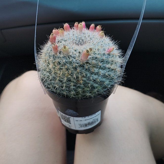 Plant care for Pincushion Cactus on Greg, the plant care app