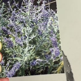 Photo of the plant species Russian Sage 'Crazy Blue' by @AliveRockcress named Einstein on Greg, the plant care app