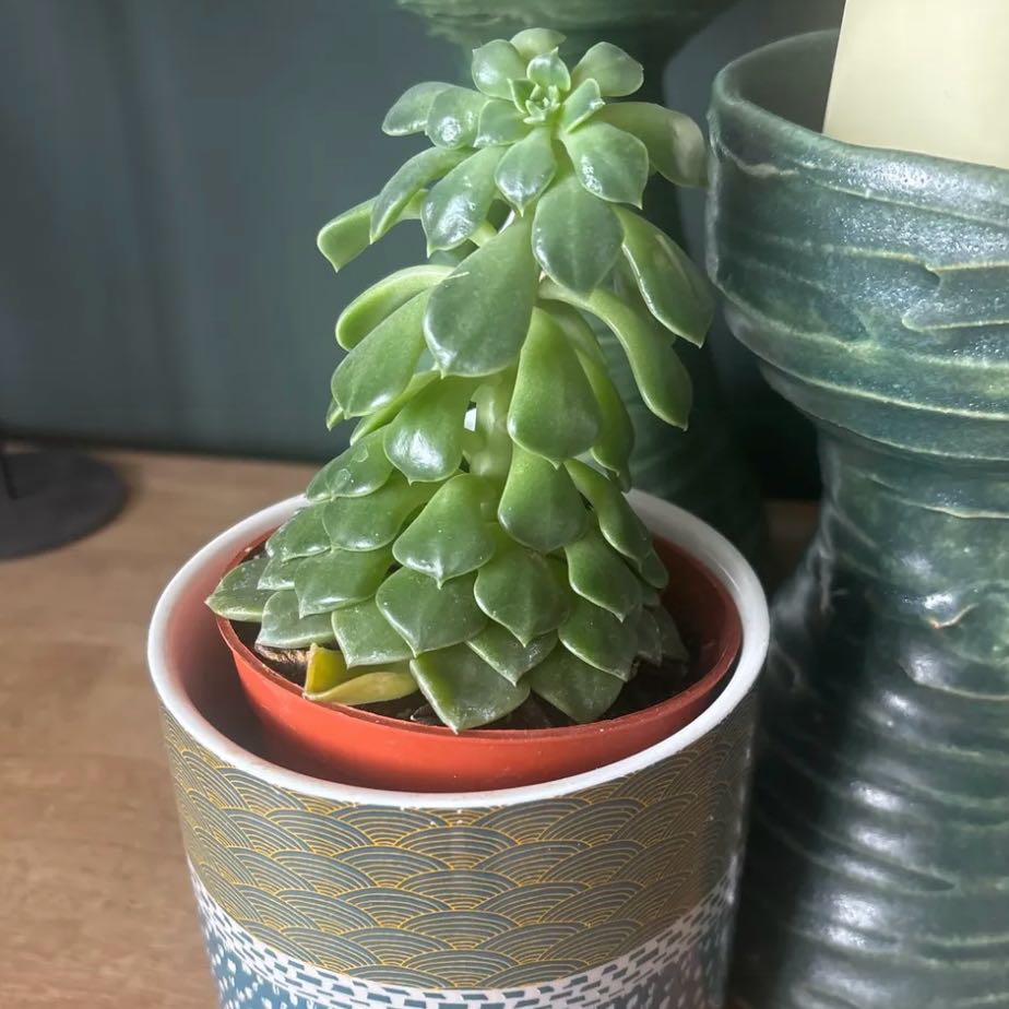 Photo of the plant species Graptopetalum bellum by @HotBayleaftree named Sonora on Greg, the plant care app