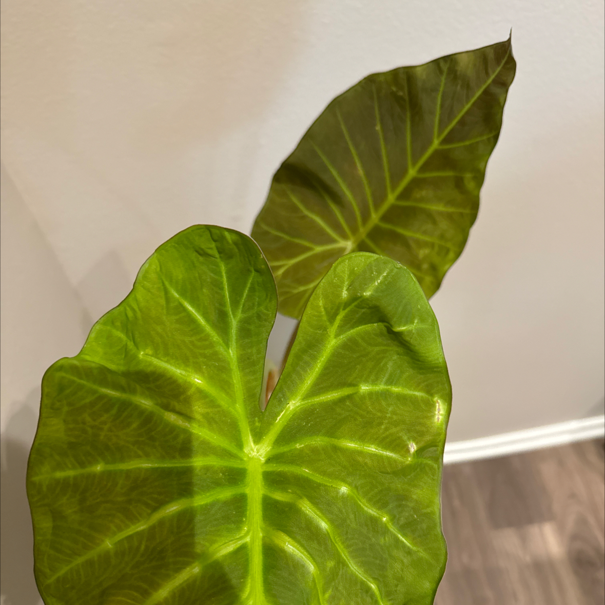 Photo of the plant species Black Stem Elephant Ear by @GivingMorombe named Cleopatra on Greg, the plant care app