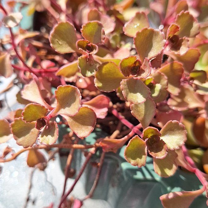 Photo of the plant species Red Carpet Sedum by @YoungCoffeecups named Foxxy on Greg, the plant care app