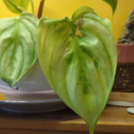 Photo of the plant species Philodendron pastazanum 'Silver' by @GallantCatbrier named Xena on Greg, the plant care app