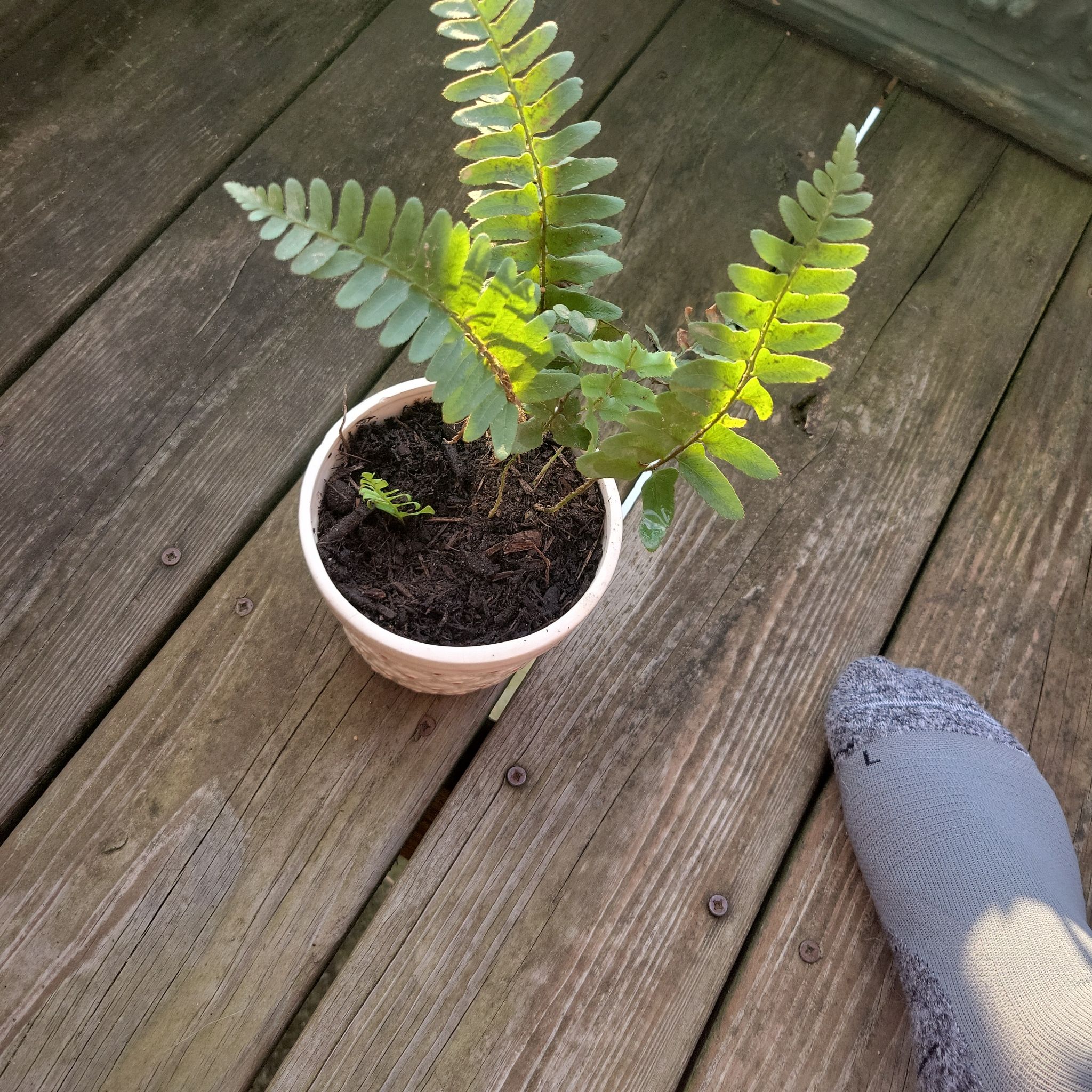Brenard The Fern