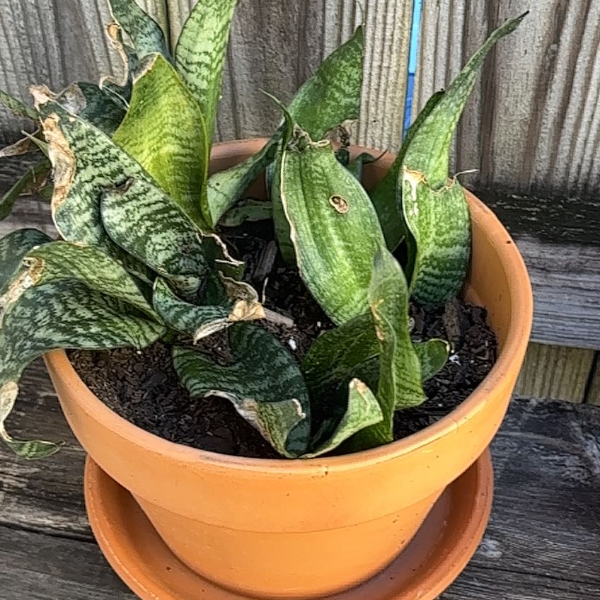 Photo of the plant species Snake Plant by @GamesomeSoursop named James Dean on Greg, the plant care app
