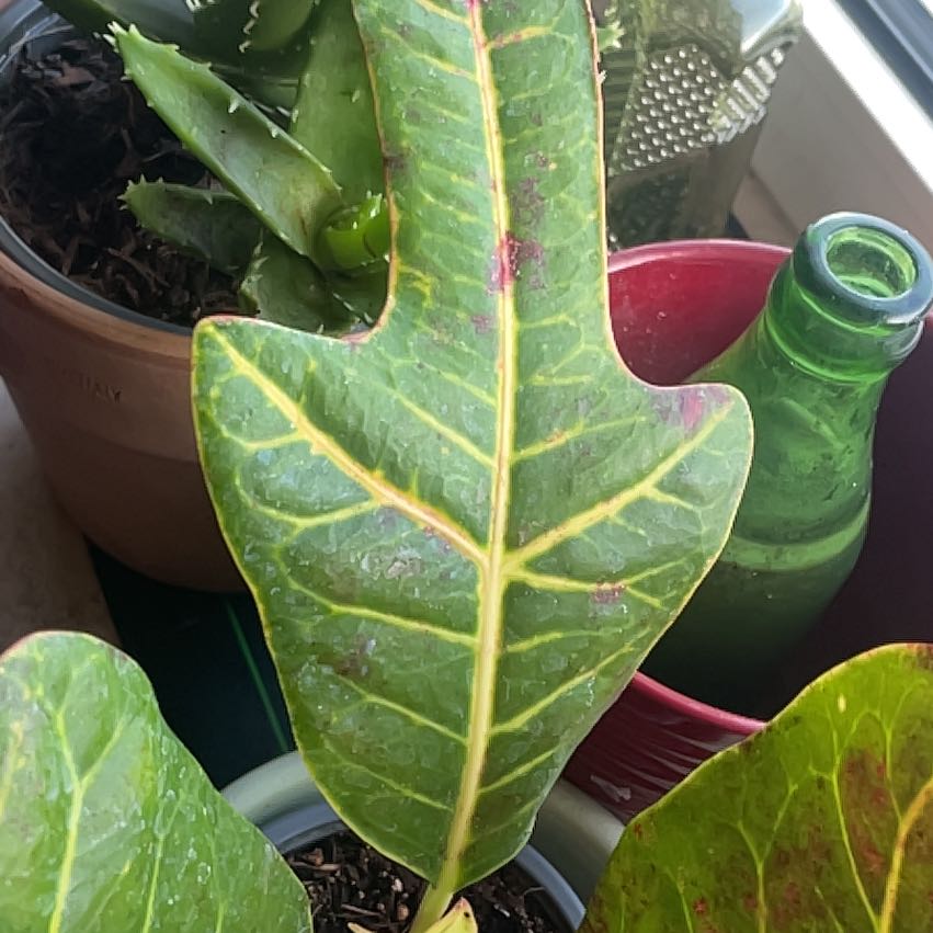 Photo of the plant species Oakleaf Croton by @MajorBabystears named Anne on Greg, the plant care app