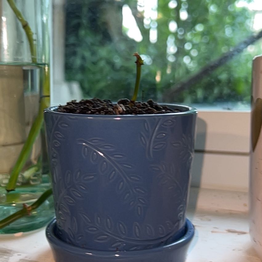 Photo of the plant species Brazil Philodendron by @KnightLemonfern named Walt on Greg, the plant care app