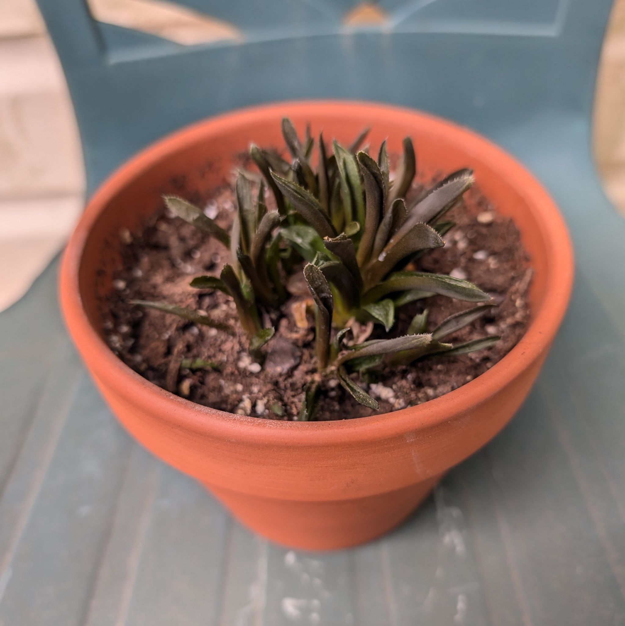 Photo of the plant species Dianthus 'Supra Purple' by @TalentedChisme named Diana on Greg, the plant care app