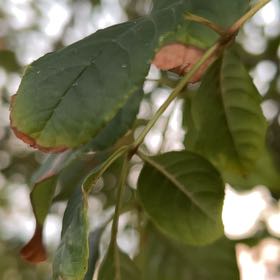 Photo of the plant species Oregon Ash by @AceKnobconepine named Rihanna on Greg, the plant care app