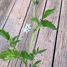 Photo of the plant species American Black Nightshade by @AceKnobconepine named Onyx on Greg, the plant care app