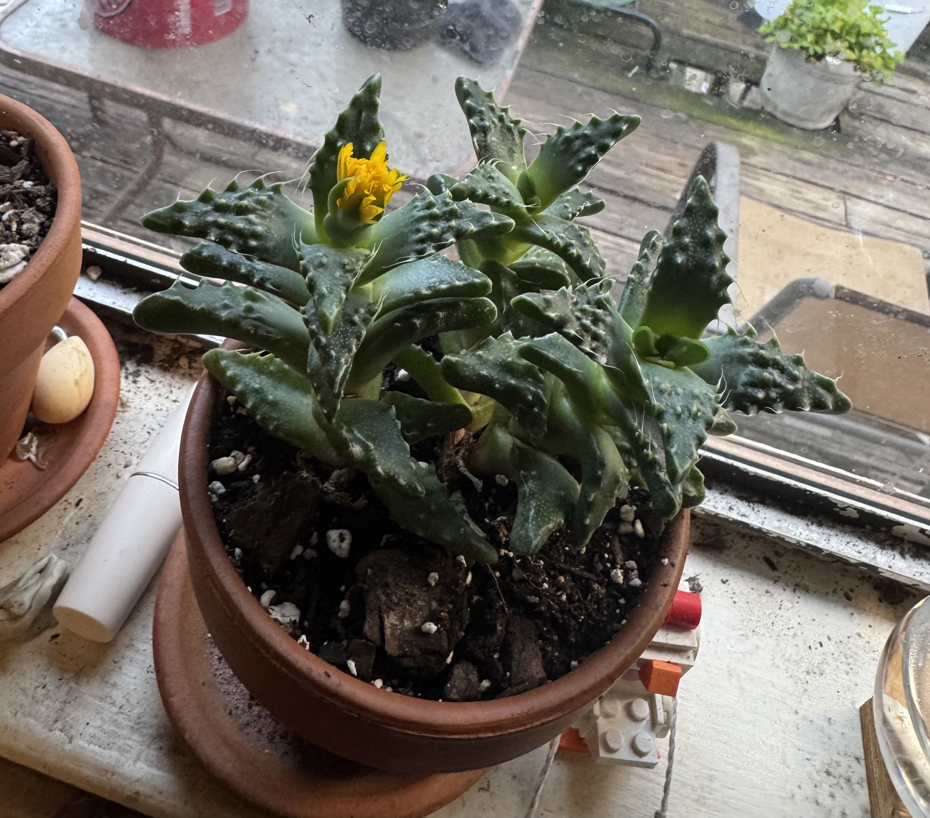 Photo from the post