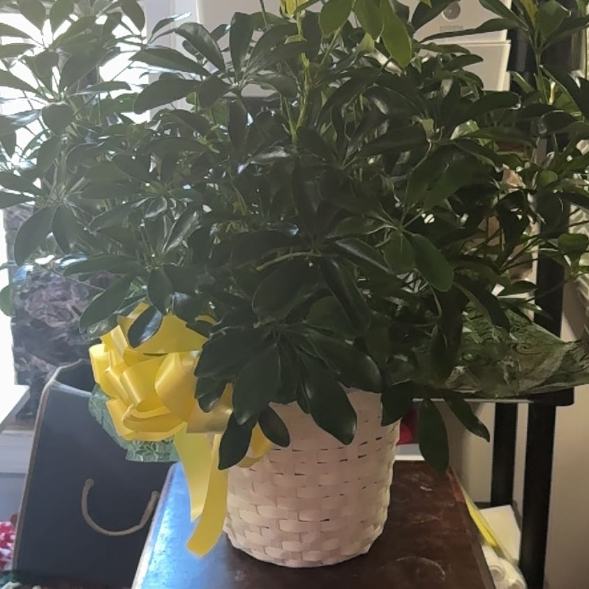 Photo of the plant species Hawaiian Schefflera by @LaLaslovlies named Marisol on Greg, the plant care app