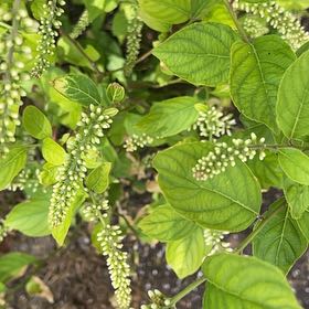 Photo of the plant species Virginia Sweetspire by @FullCamphorweed named Michelle Branch on Greg, the plant care app