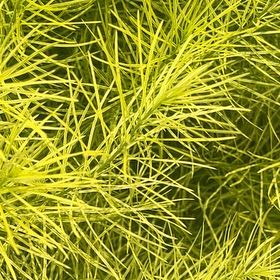 Photo of the plant species Field Horsetail by @FullCamphorweed named Queen on Greg, the plant care app