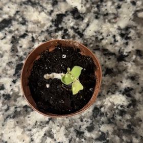 Photo of the plant species Crassula cotyledonis by @scoobert11 named Figyonce on Greg, the plant care app