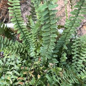 Photo of the plant species Ebony Spleenwort by @AwakeCowparsnip named Tolkien on Greg, the plant care app