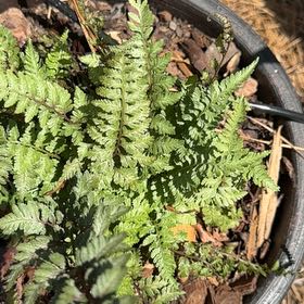 Photo of the plant species Japanese Painted Fern by @AwakeCowparsnip named Remington on Greg, the plant care app