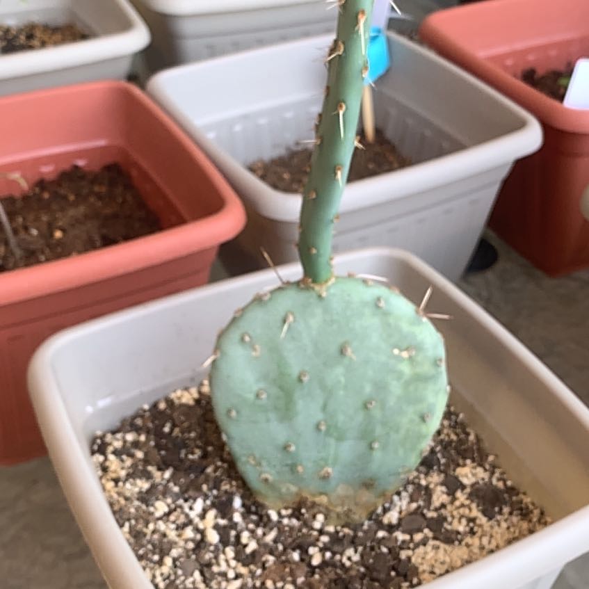 Photo of the plant species Prickly Pear by @NativeWolfsbane named Walt on Greg, the plant care app