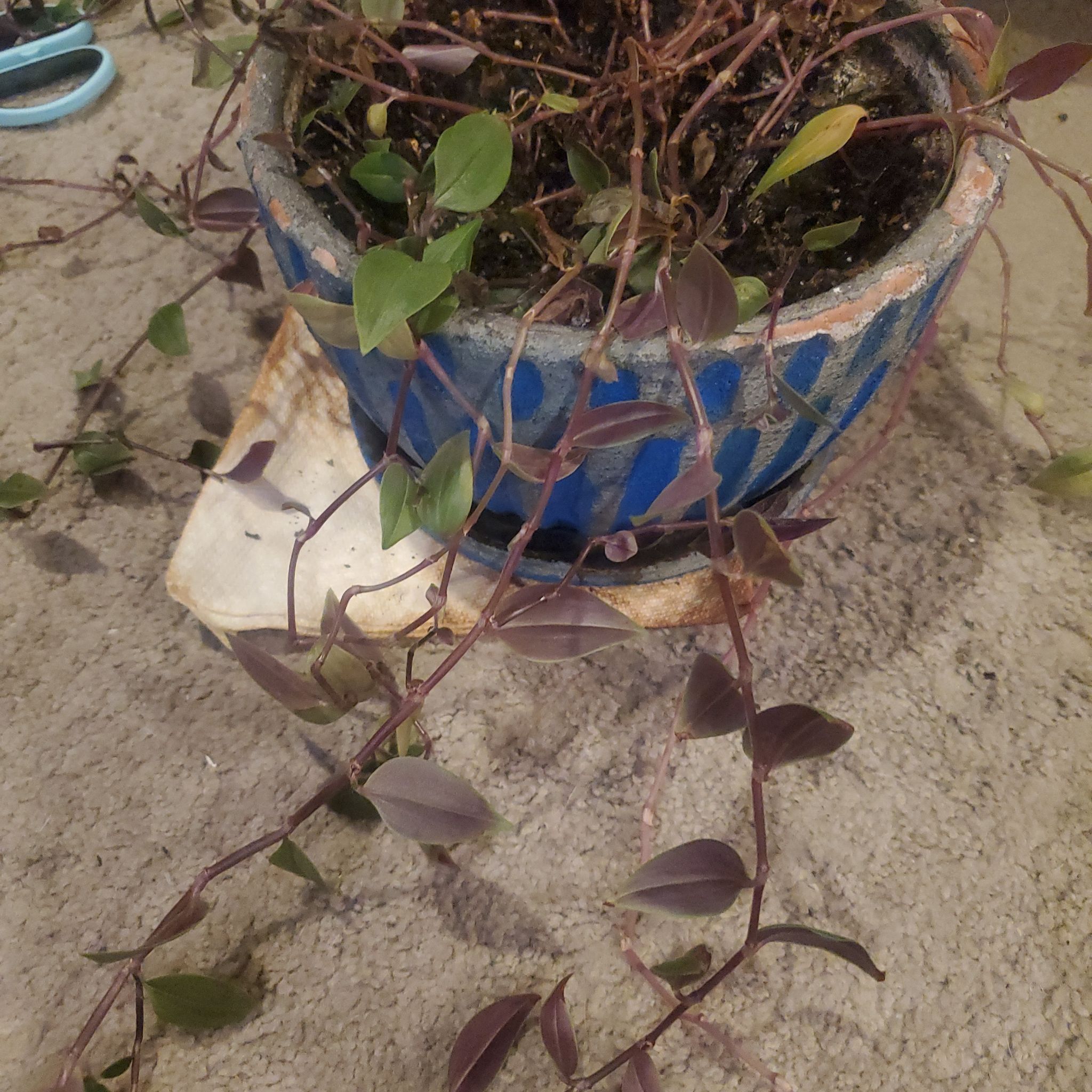 Photo of the plant species Tradescantia by @GiftedDuncecap named Scarlett on Greg, the plant care app