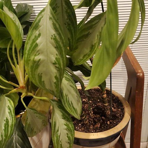 Photo of the plant species Chinese Evergreen 'Silver Queen' by @GiftedDuncecap named Darwin on Greg, the plant care app
