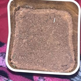 Photo of the plant species Rosemary by @HeroicCatgrass named Spike Leaves on Greg, the plant care app