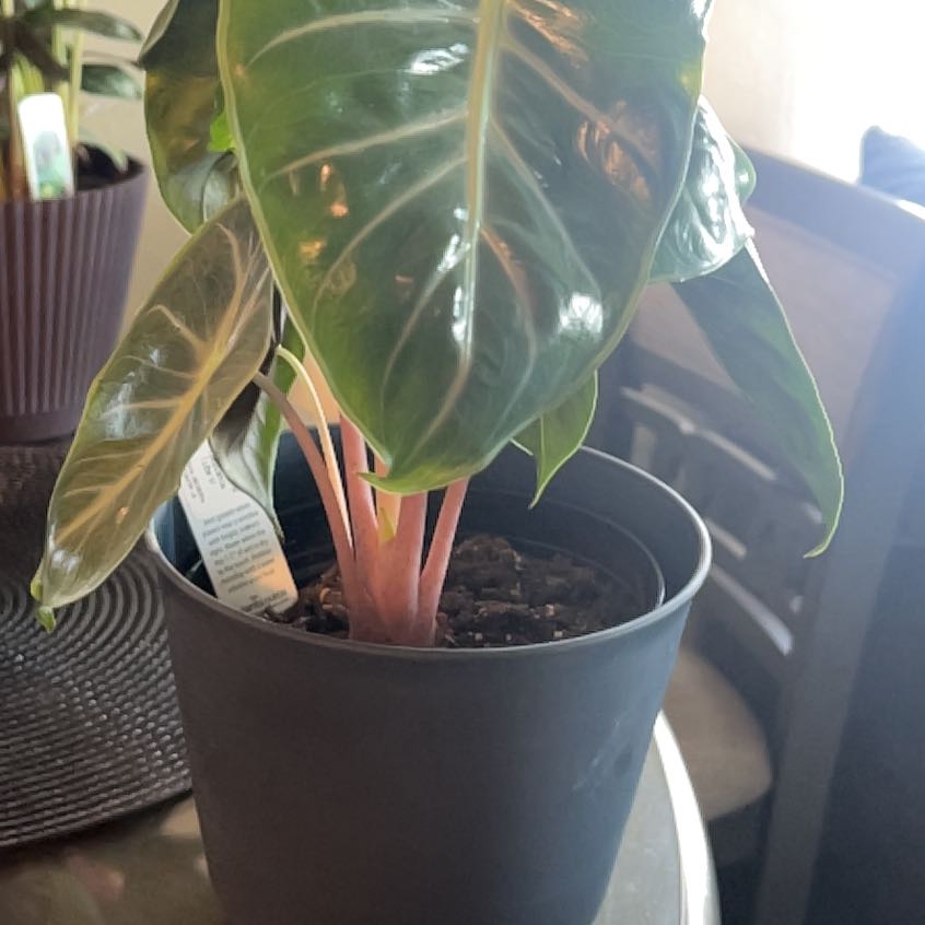 Photo of the plant species Alocasia Nairobi Nights by @AvocadoSunF named Nairobi on Greg, the plant care app