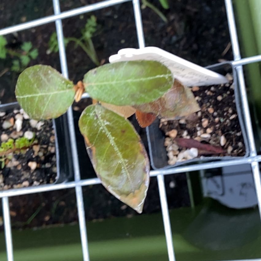 Photo of the plant species Red Ash by @HopefulGrandfir named Willow on Greg, the plant care app