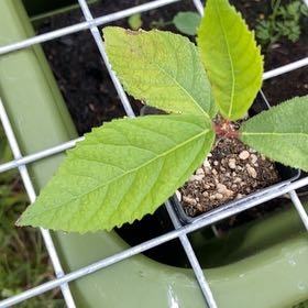 Photo of the plant species Sandpaper Fig by @HopefulGrandfir named Dolores on Greg, the plant care app