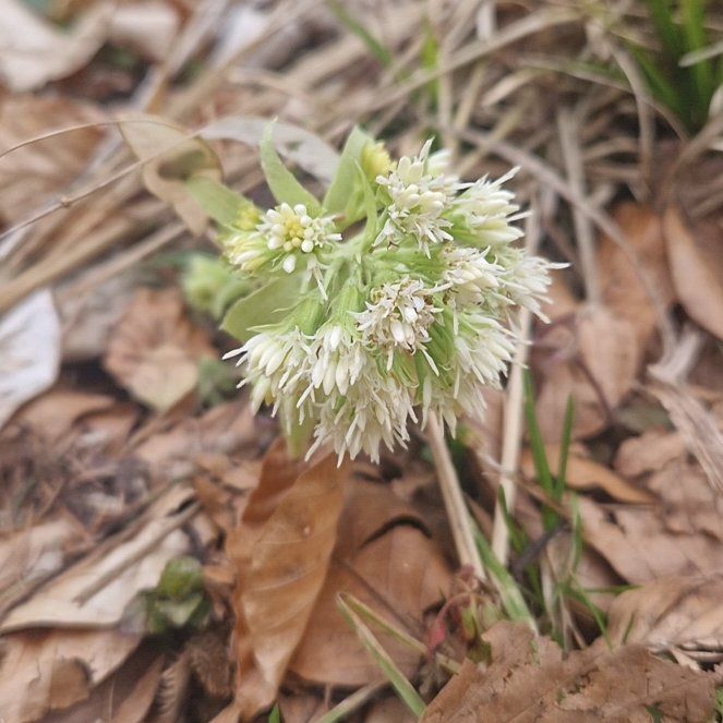 Photo of the plant species Ramsons by @SuppleBlueweed named Terra on Greg, the plant care app