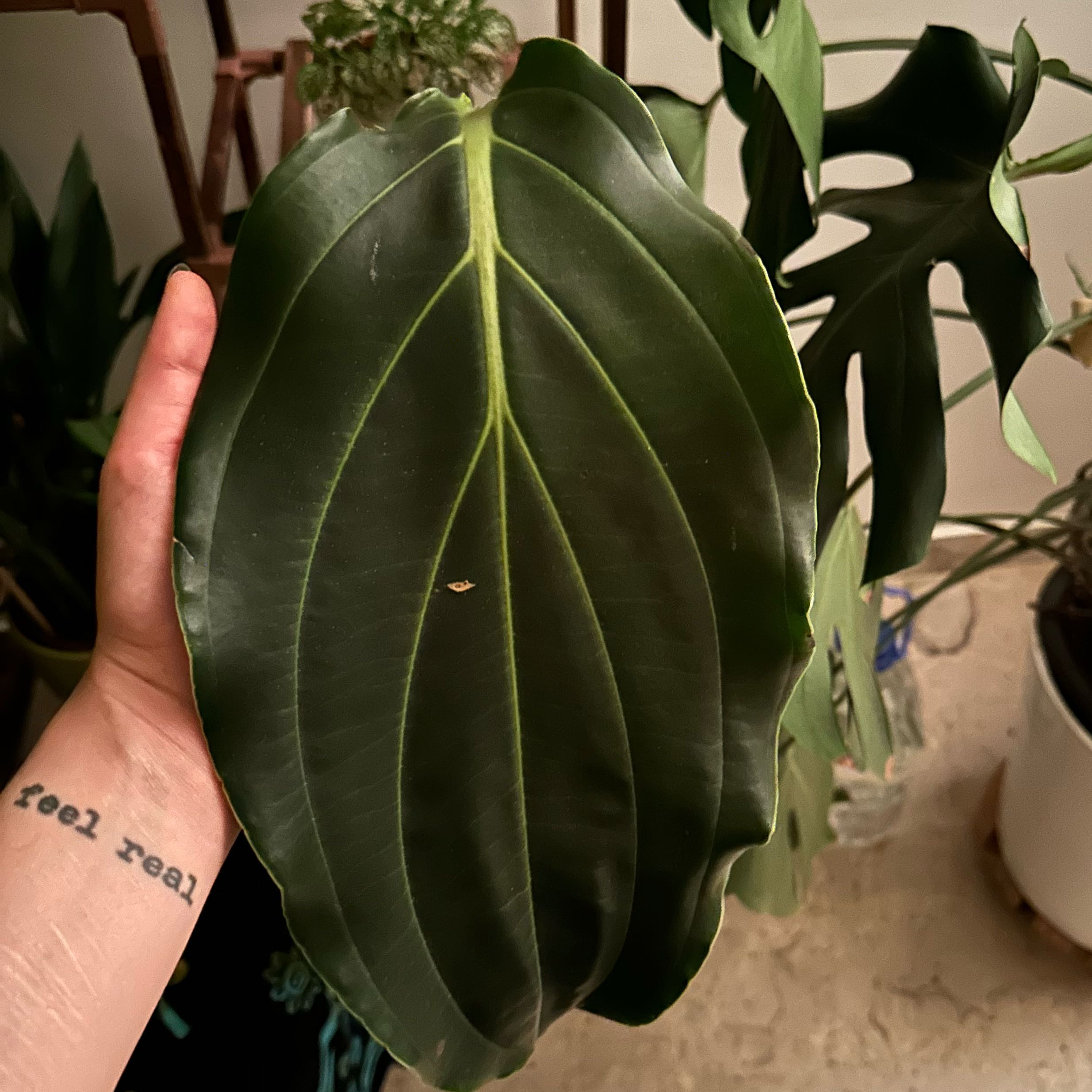 Photo of the plant species Malaysian Orchid by @LitheGrevillea named Xena on Greg, the plant care app