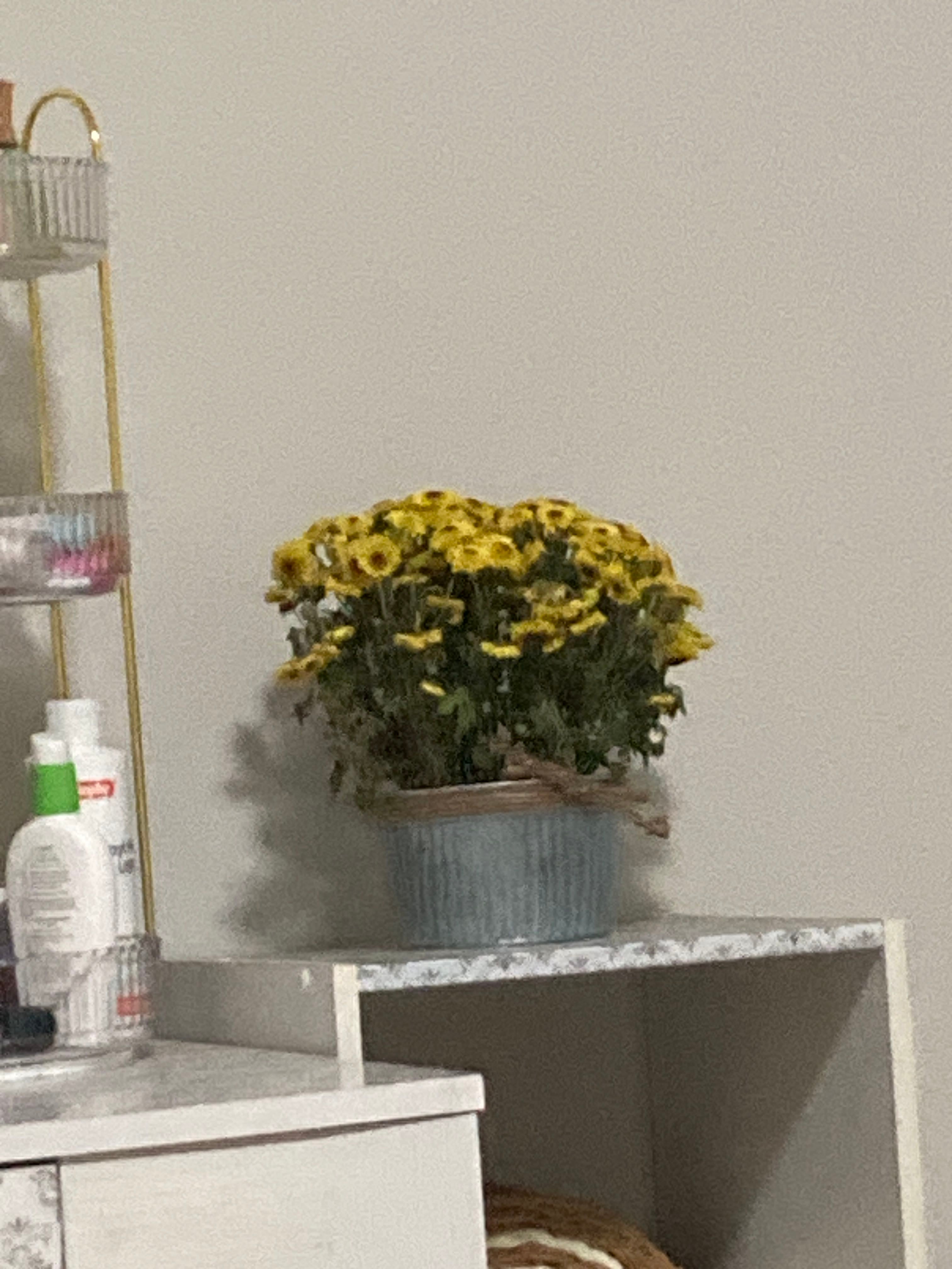 Sunflower babies A plant by Rachel on Greg