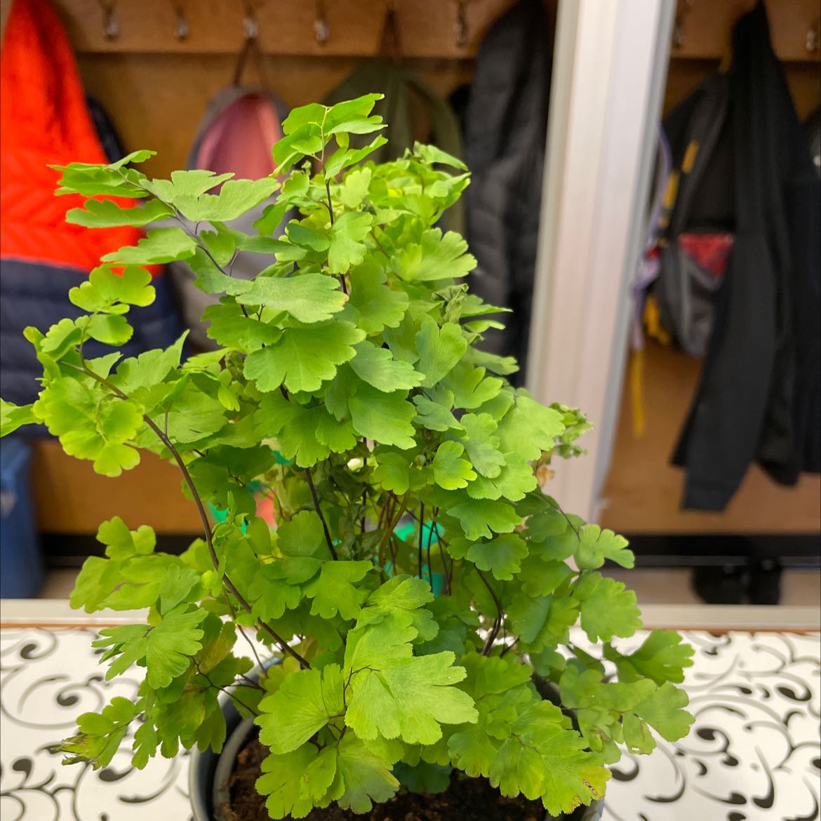 Healthy Pacific Maidenhair Fern with vibrant green leaves in a pot.
