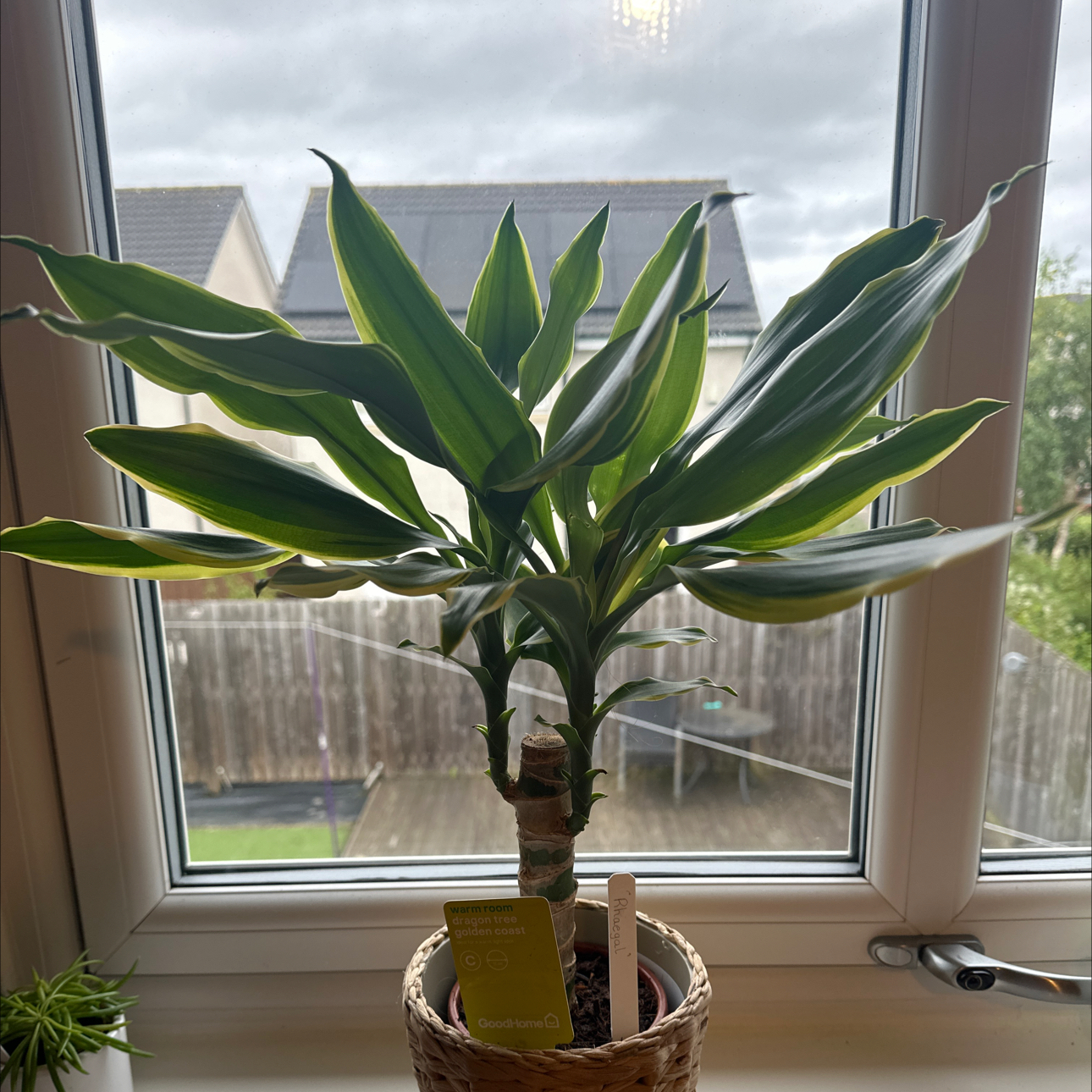 Photo of the plant species dragon tree golden coast by @WinThimbleberry named Rhaegal on Greg, the plant care app